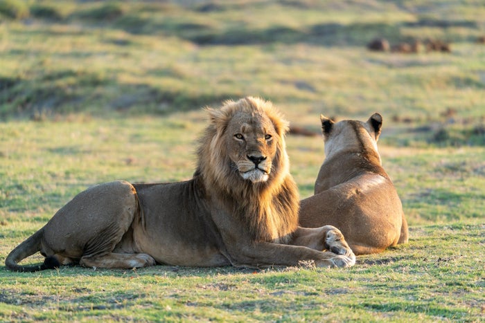 Botswana Lion Botswana Lion