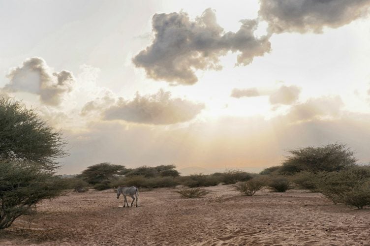Djibouti Africa Wildlife Djibouti Africa Wildlife