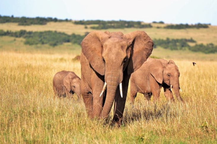 Kenya Elephants Kenya Elephants