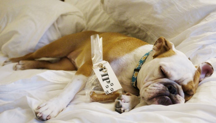 List of Pet-Friendly IHG Brands in 2025 [Policies, Deposits, Size Allowances]