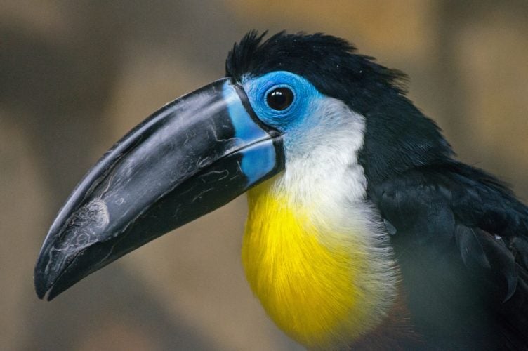 Liberia Sapo National Park Hornbill Liberia Sapo National Park Hornbill