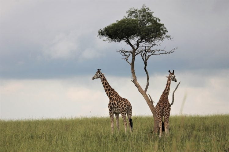 Uganda Giraffes Under Tree Uganda Giraffes Under Tree