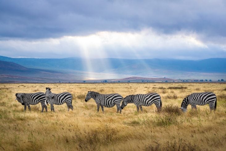 Zebras in Tanzania Zebras in Tanzania