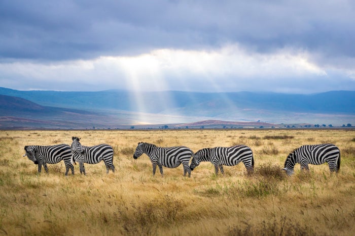 Zebras in Tanzania