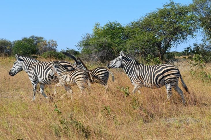 Zimbabwe zebras Zimbabwe zebras