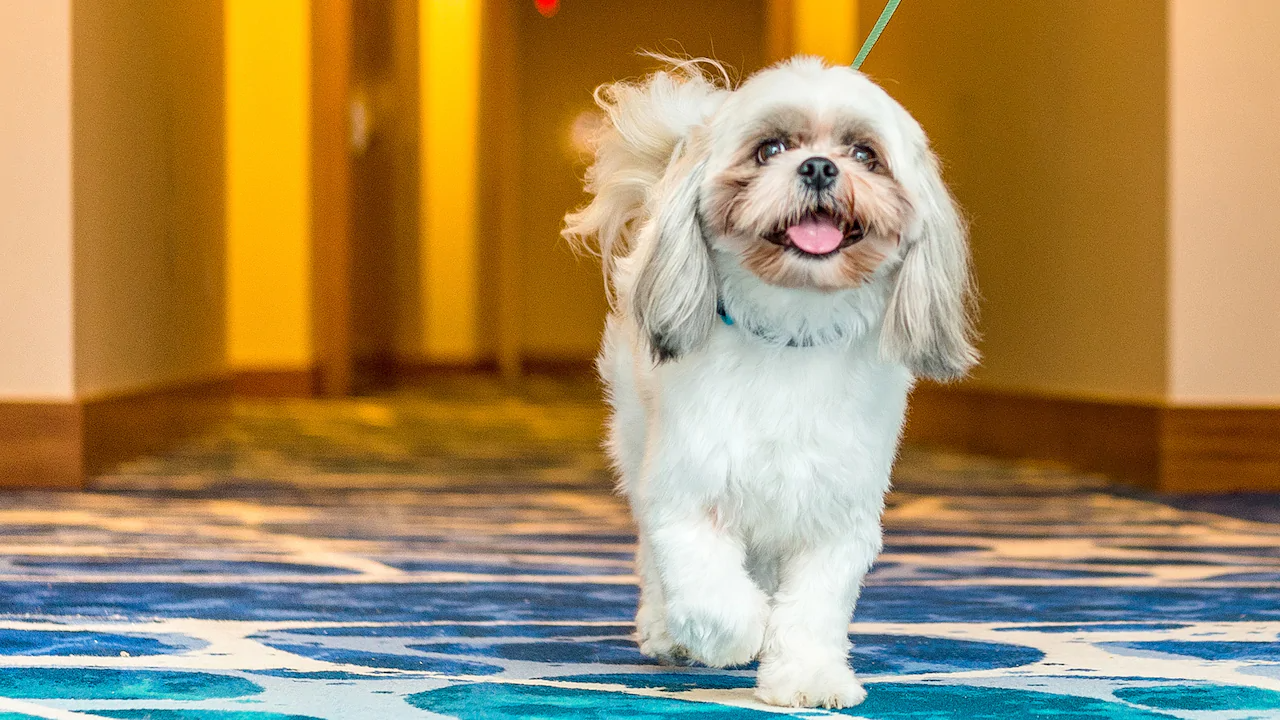 Full List of PetFriendly Hyatt Hotel Brands [2023]