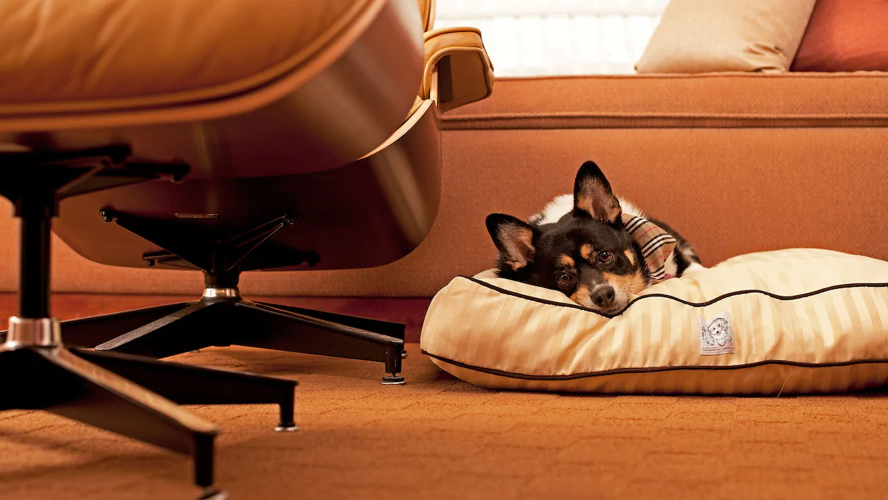 Full List of PetFriendly Hyatt Hotel Brands [2023]