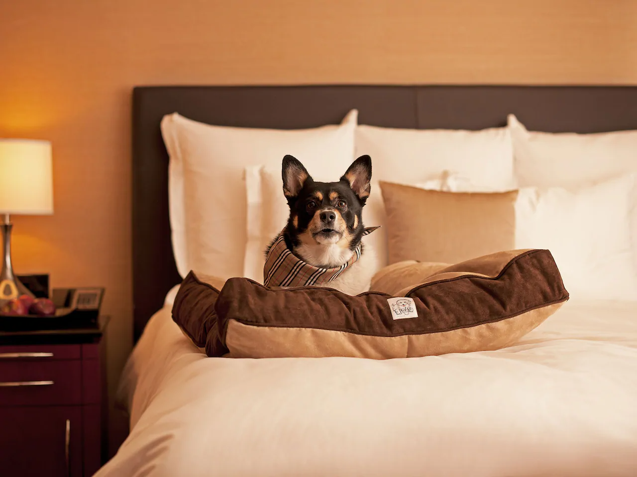 Full List of PetFriendly Hyatt Hotel Brands [2022]