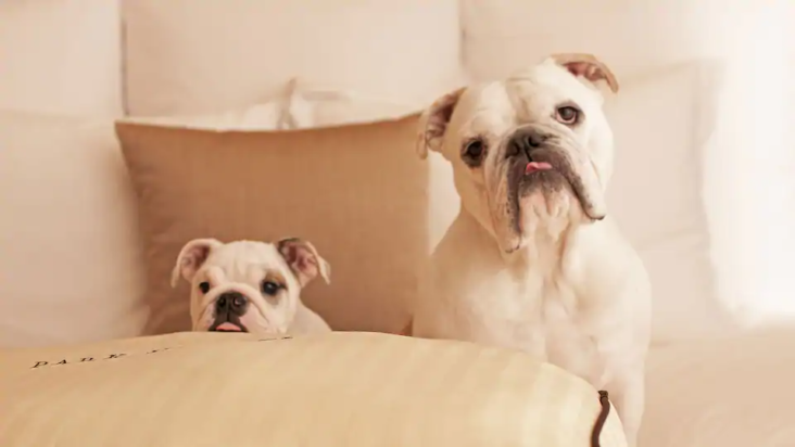 Park Hyatt Dog Friendly Pet Policy Bulldogs Park Hyatt Dog Friendly Pet Policy Bulldogs