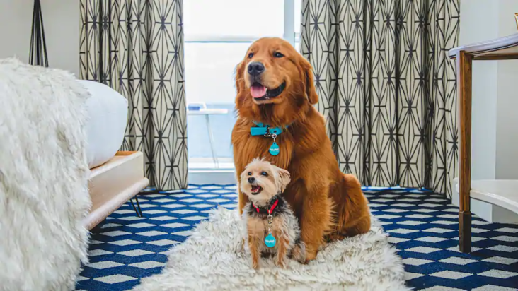 The Confidante Miami Beach Pet Friendly The Confidante Miami Beach Pet Friendly