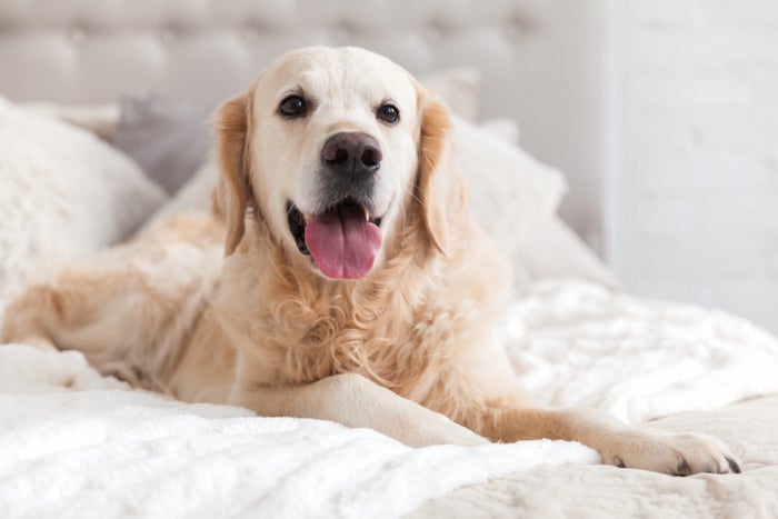List of Pet-Friendly Hyatt Brands in 2025 [Policies, Deposits, Size Allowances]