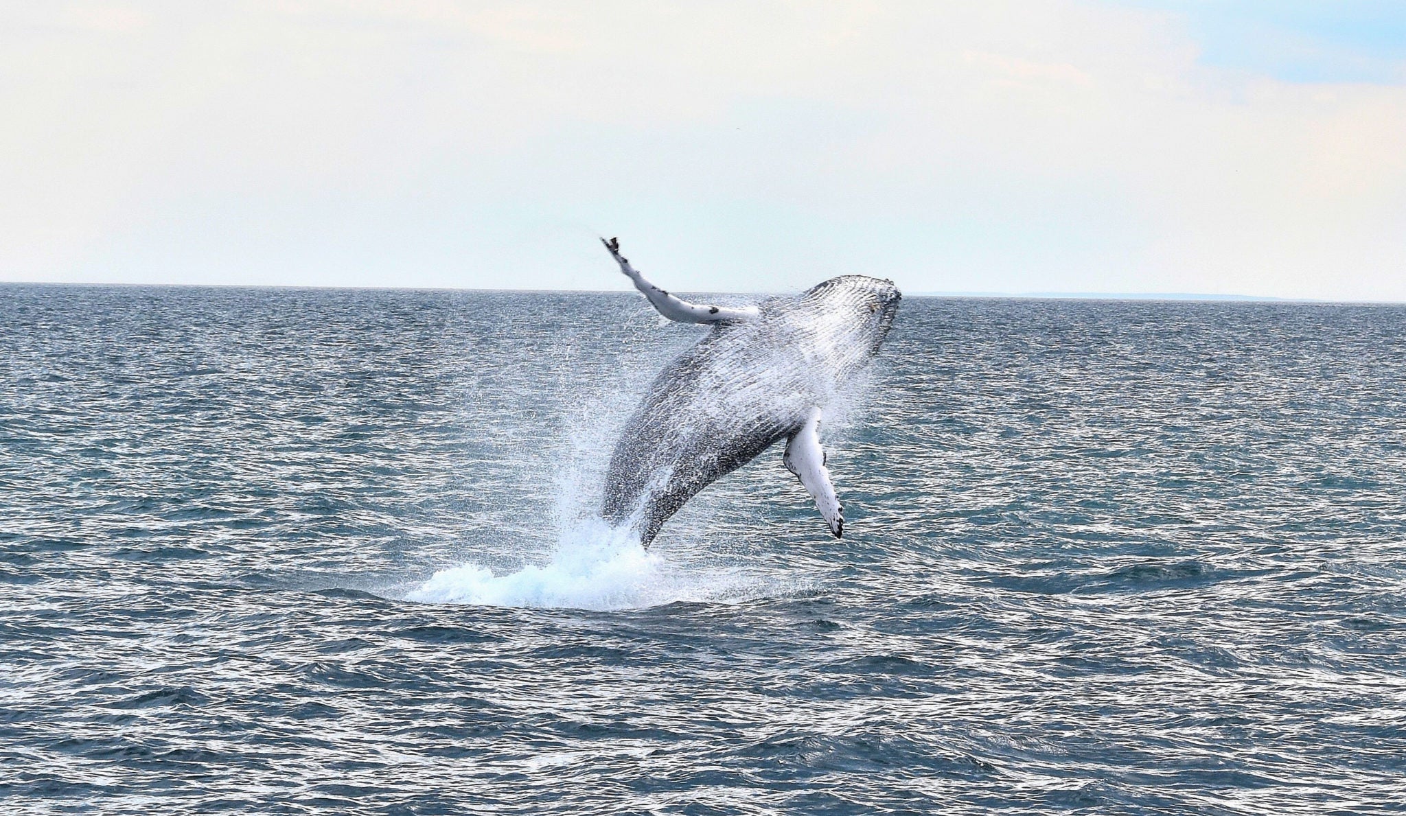 The boston whale watching season starts on march 20. 30 Best Things to Do in Boston [Free, Historical, KidFriendly Activities]