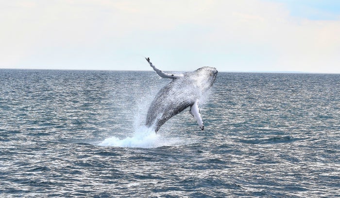 Boston Whale Watching