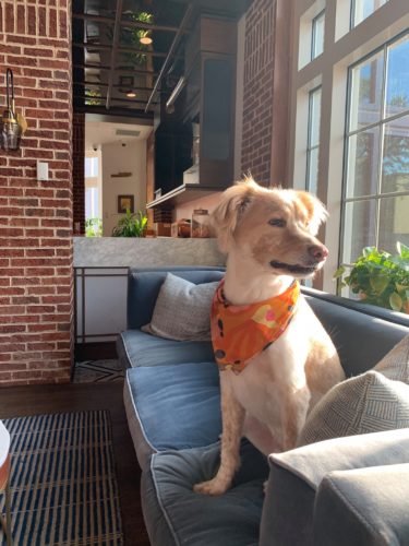 THE ALIDA SAVANNAH A TRIBUTE PORTFOLIO HOTEL Alida Hotel dog