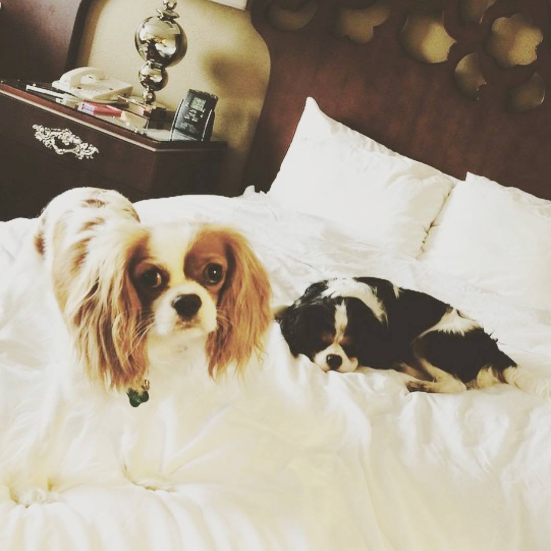 Castle Hotel dogs