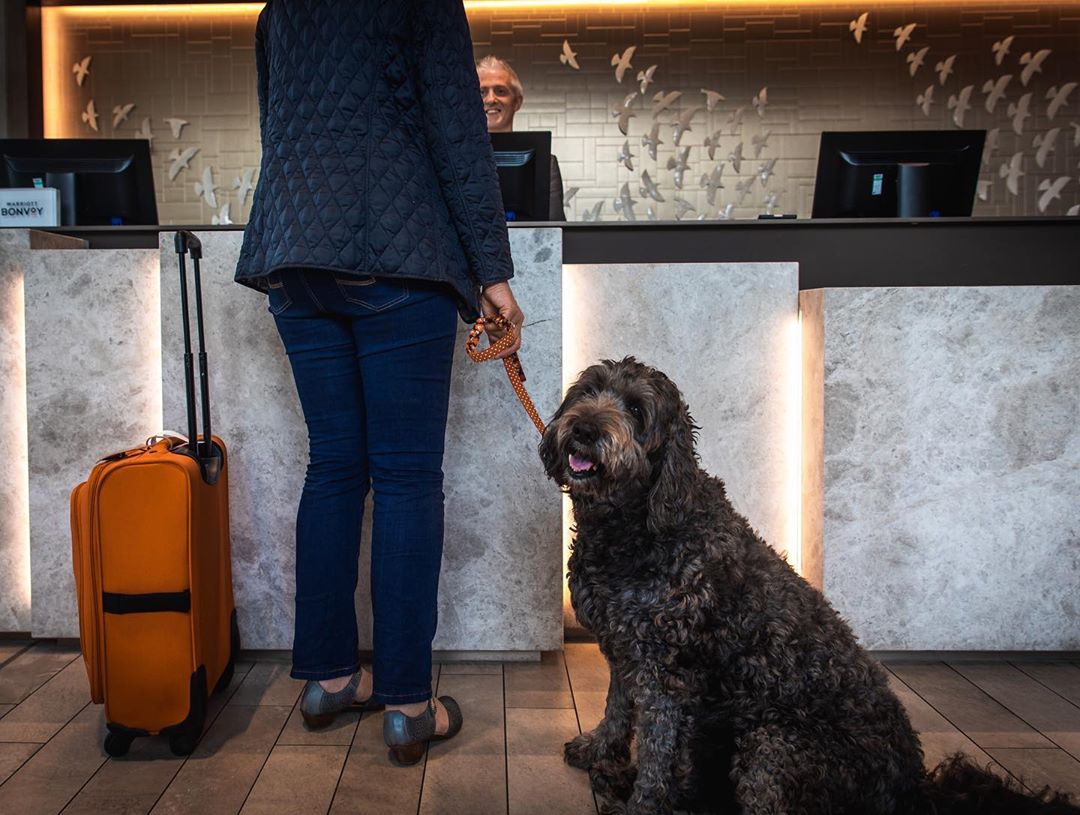 Dog at AC Hotel by Marriott Belfast