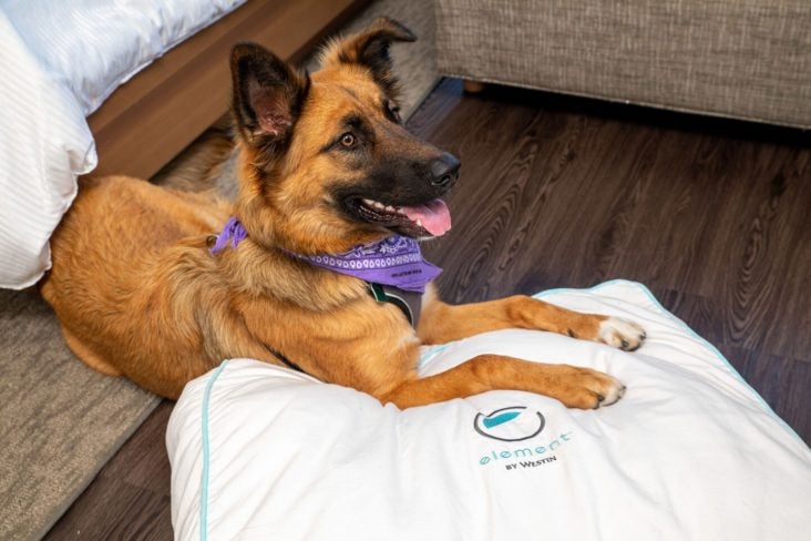 Element by Westin Love that Dog Program pet friendly Element Austin dog