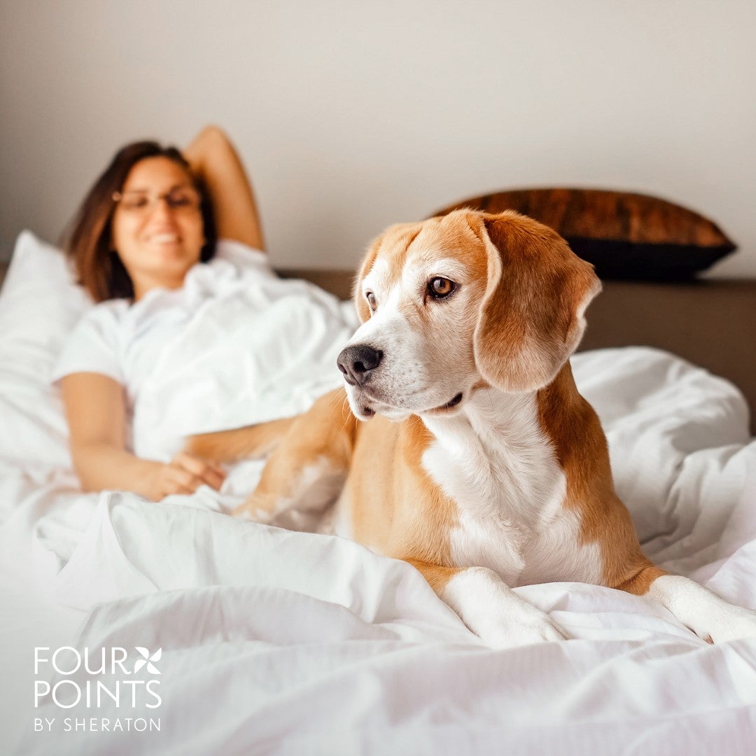Four Points by Sheraton dog