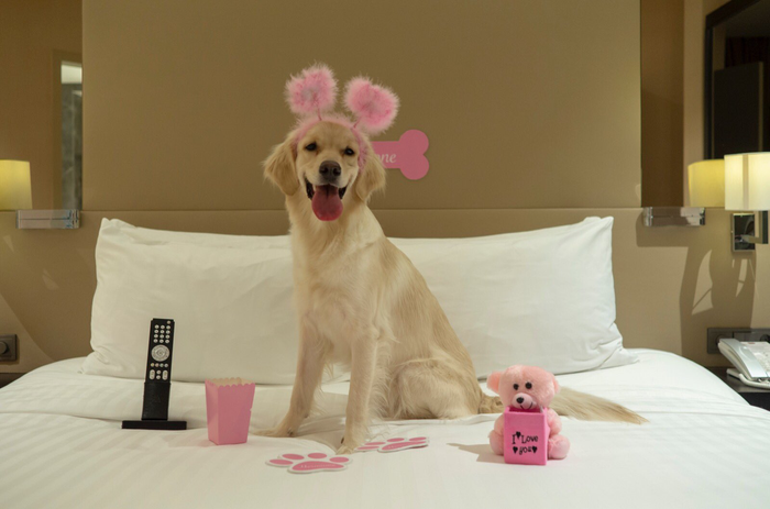 Istanbul Marriott Hotel Sisli dog Istanbul Marriott Hotel Sisli dog