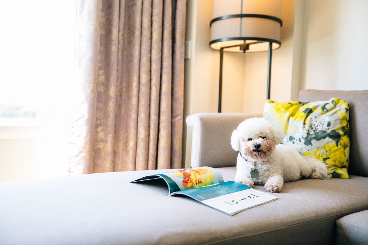 List of PetFriendly Marriott Brands in 2021 [Policies, Sizes]