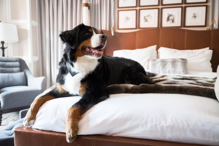 Kitty the dog at the St. Regis Resort in Aspen Colorado Kitty the dog at the St. Regis Resort in Aspen Colorado