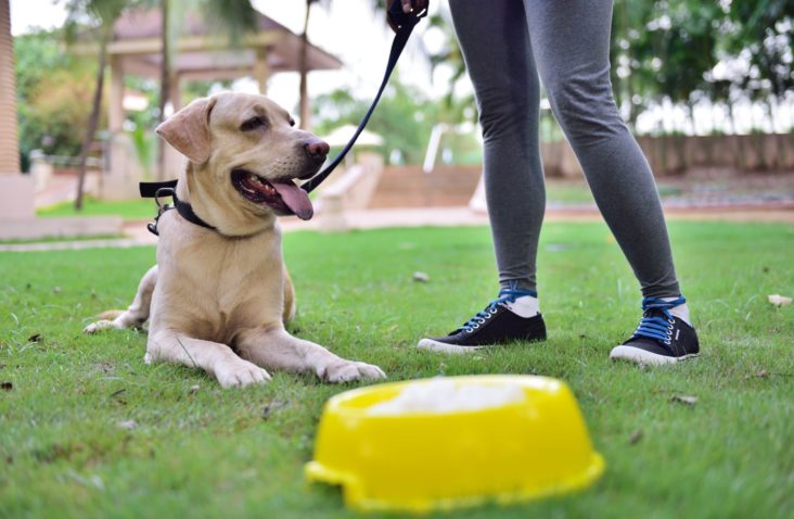 Marriott Executive Apartments Sao Paulo is Pet friendly Lakeside Chalet Mumbai Marriott Executive Apartments dog