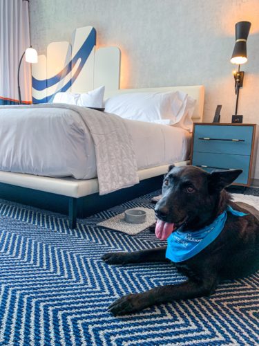Le Meridien Boston Cambridge Pet Friendly Le Meriden dog