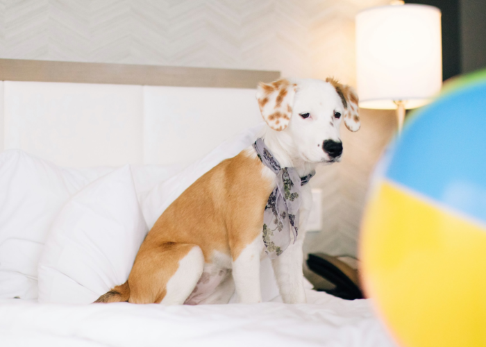 List of PetFriendly Marriott Brands in 2021 [Policies, Sizes]