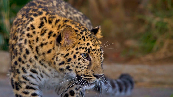 San Diego Zoo San Diego Zoo Leopard