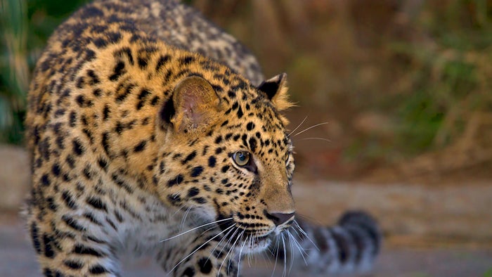 San Diego Zoo Leopard