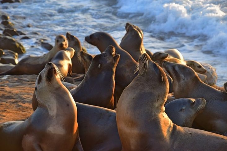 La Jolla Cove Sea Lions La Jolla