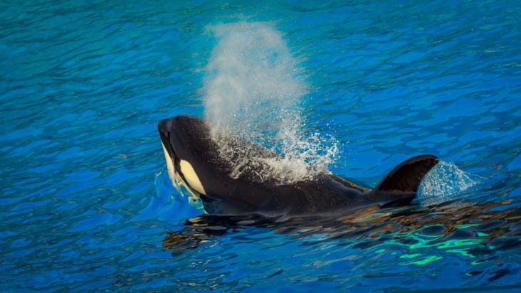 Seaworld California Seaworld California