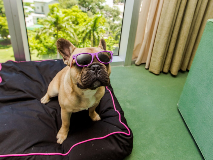 W Miami pet friendly French Bulldog on dog bed W Miami pet friendly French Bulldog on dog bed