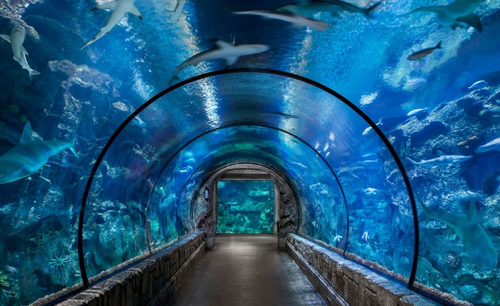 Mandalay Bay Shark Reef