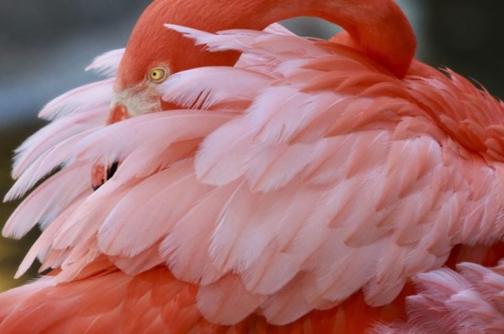 Flamingo Gardens and Wildlife Sanctuary Flamingo Gardens and Wildlife Sanctuary