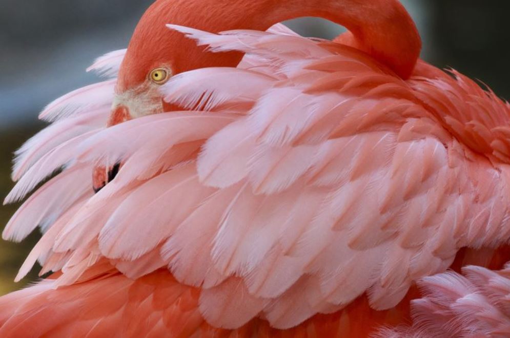 Flamingo Gardens and Wildlife Sanctuary
