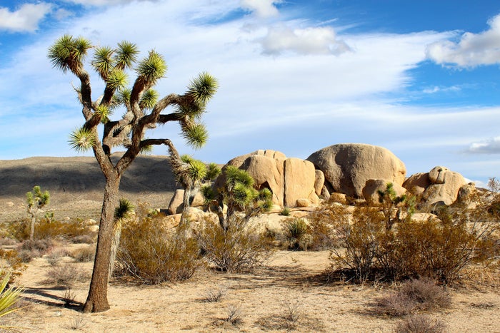 Joshua Tree National Park Joshua Tree National Park
