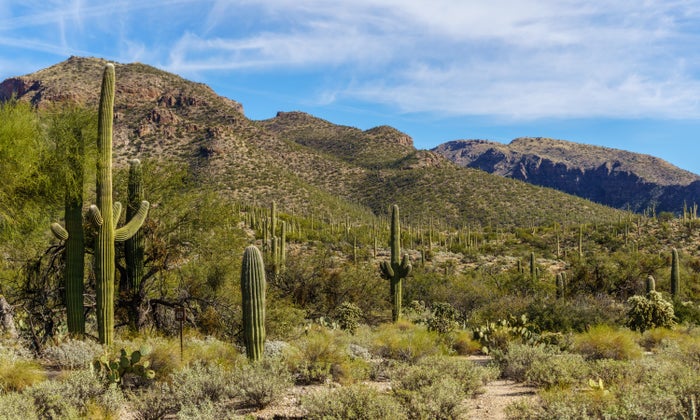 Sabino Canyon