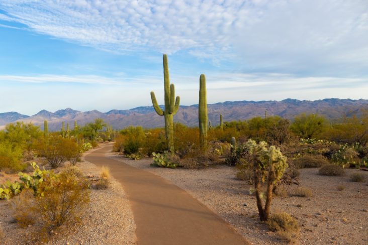 Saguaro National Park Saguaro National Park