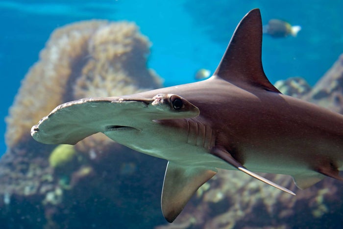 Austin Aquarium
