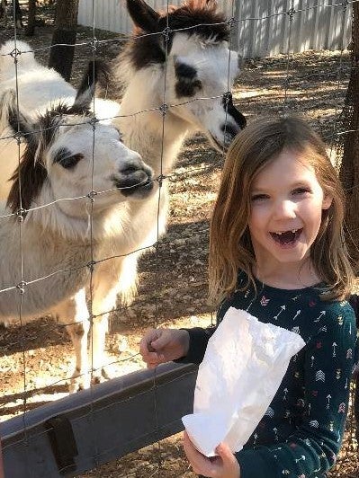 Austin Zoo llama feeding