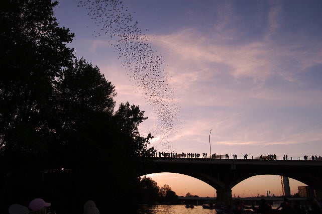 Congress Avenue Bridge Bats