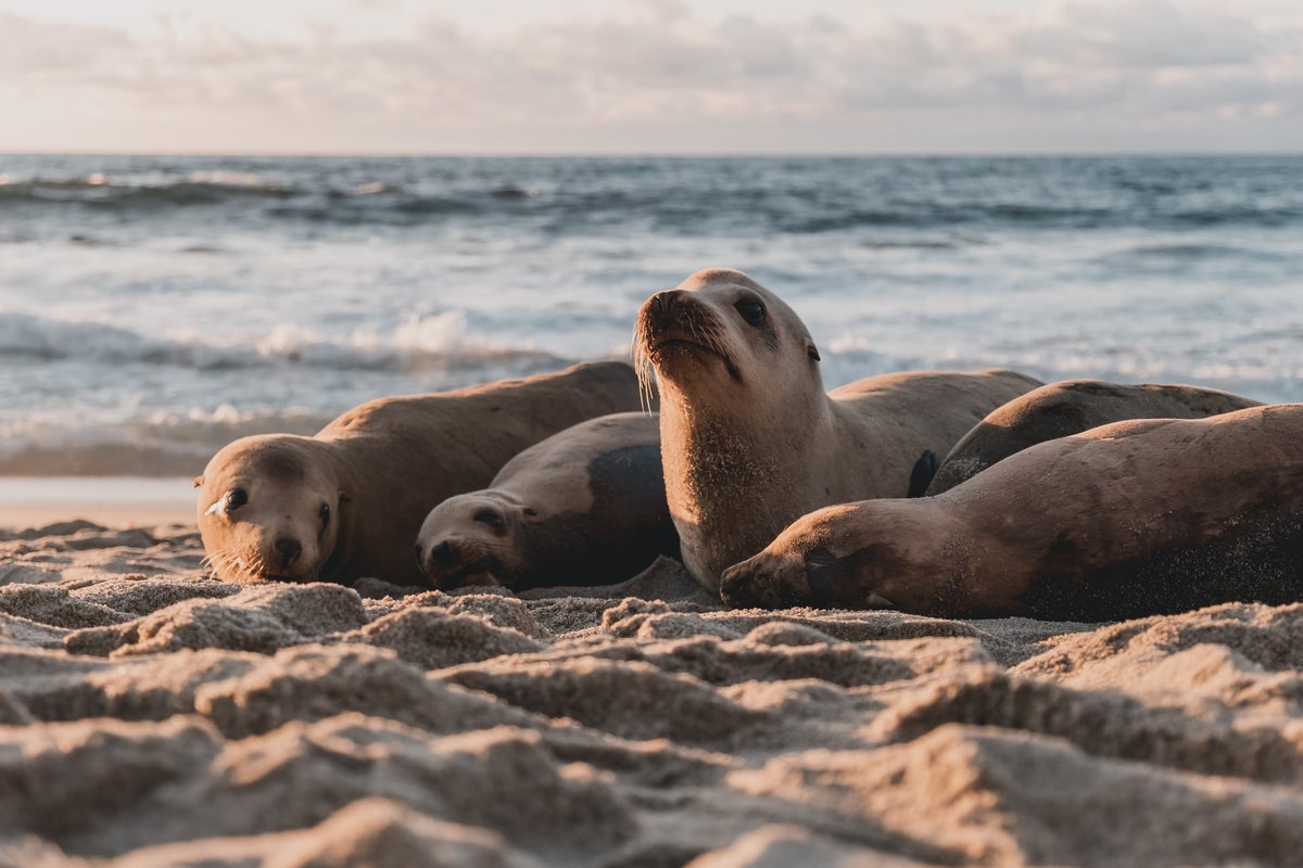 Seals on the beach in La Jolla San Diego