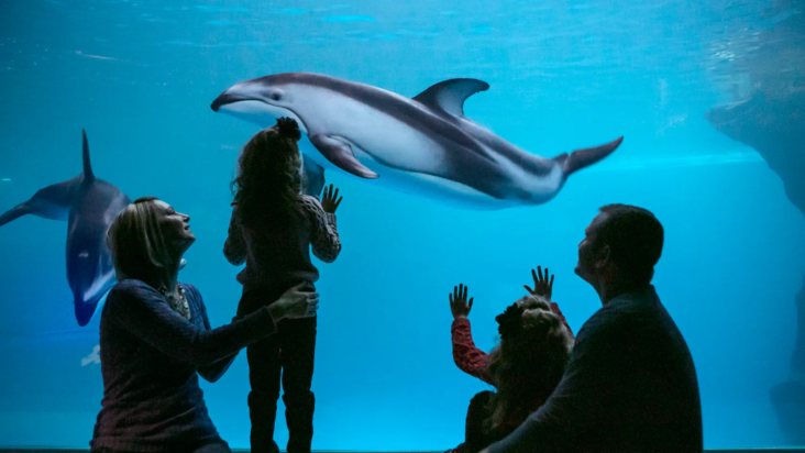 Shedd Aquarium Chicago kids looking at a dolphin Shedd Aquarium Chicago kids looking at a dolphin
