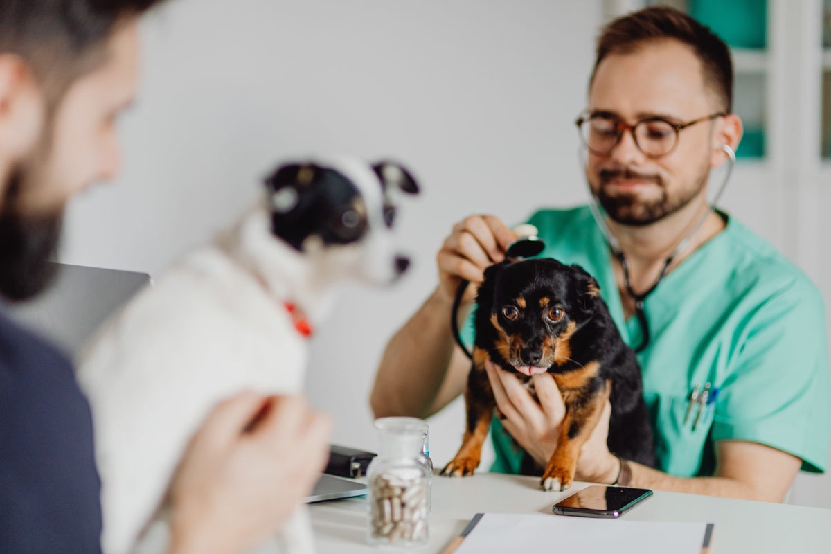 The 7 Best Business Credit Cards for Veterinarians [2024]