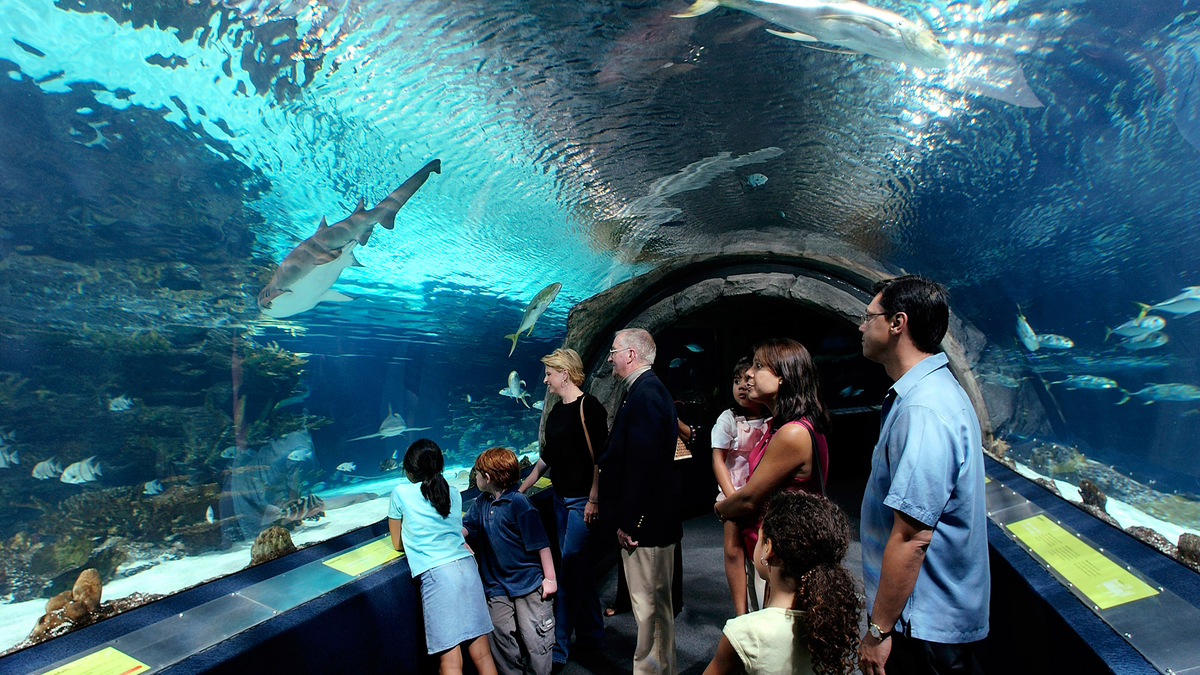 Adventure Aquarium tunnel