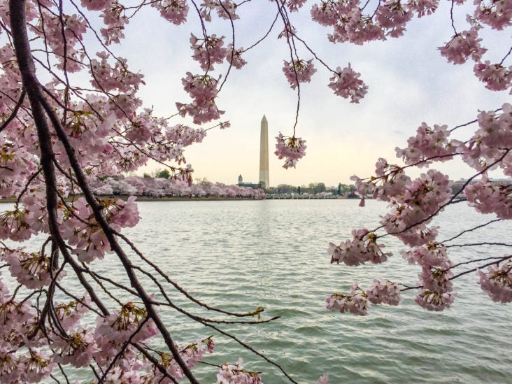 Cherry Blossoms in Washington D Cherry Blossoms in Washington DC