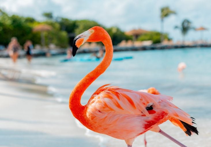 Flamingo on Aruba beach