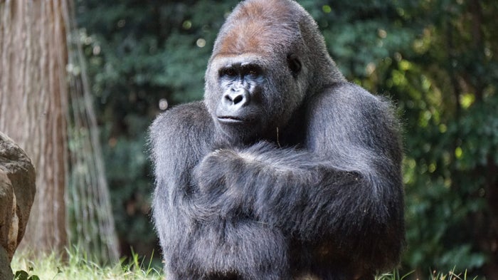 Gorilla Trek Uganda
