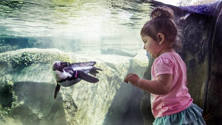 Lincoln Park Zoo Polar Bear swimming Image Credit Matthew Mazzei via Unsplash Penguin at Lincoln Park Zoo